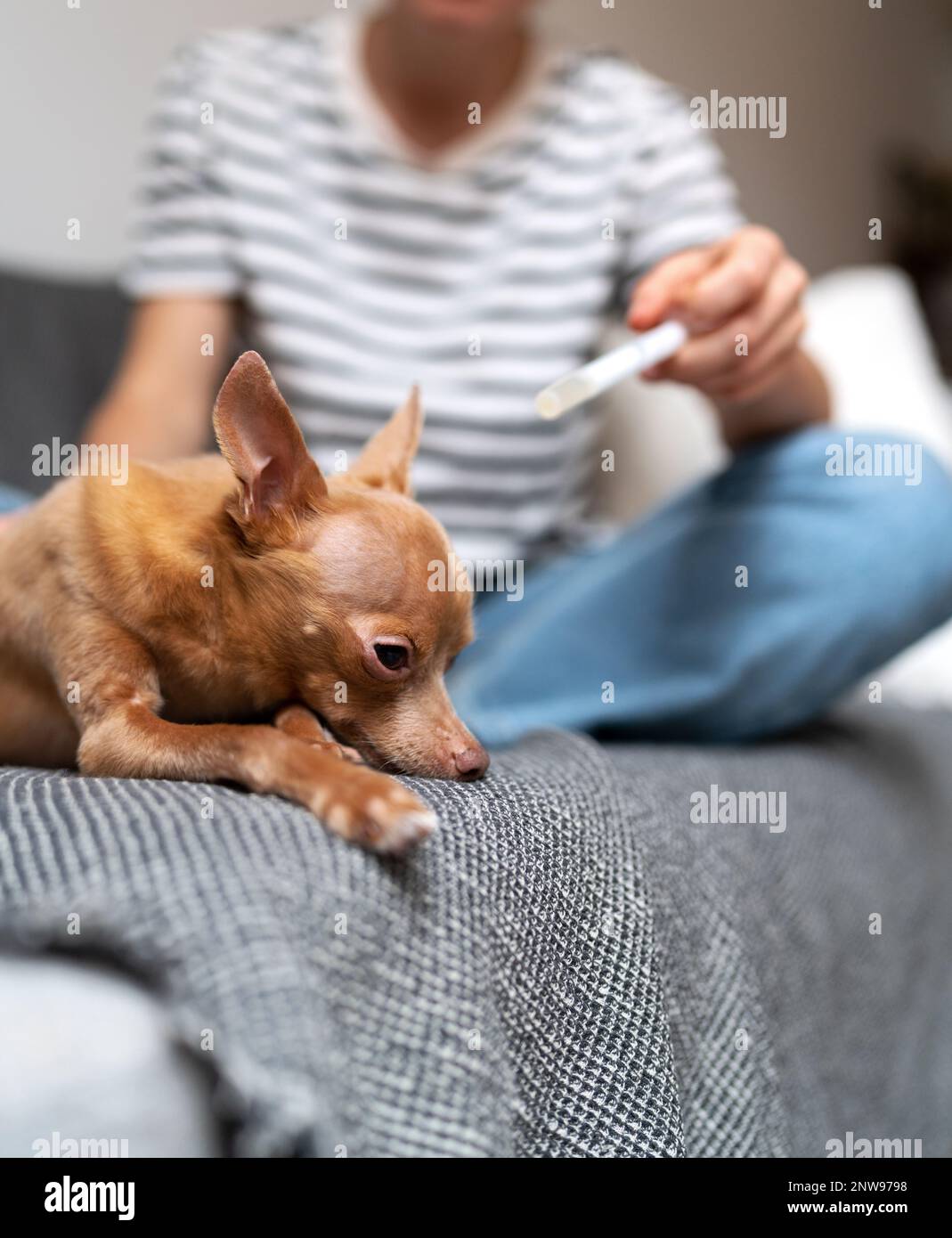 Maladie mentale d'animal de compagnie, chien triste couché sur le canapé à la maison. Banque D'Images