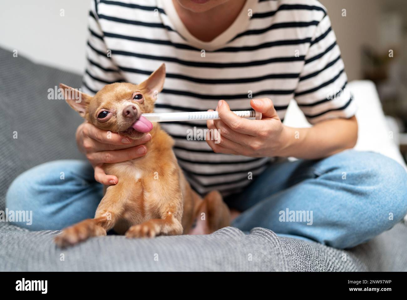 Petit chien qui colle la langue pendant que le propriétaire donne des médicaments avec un distributeur. Banque D'Images