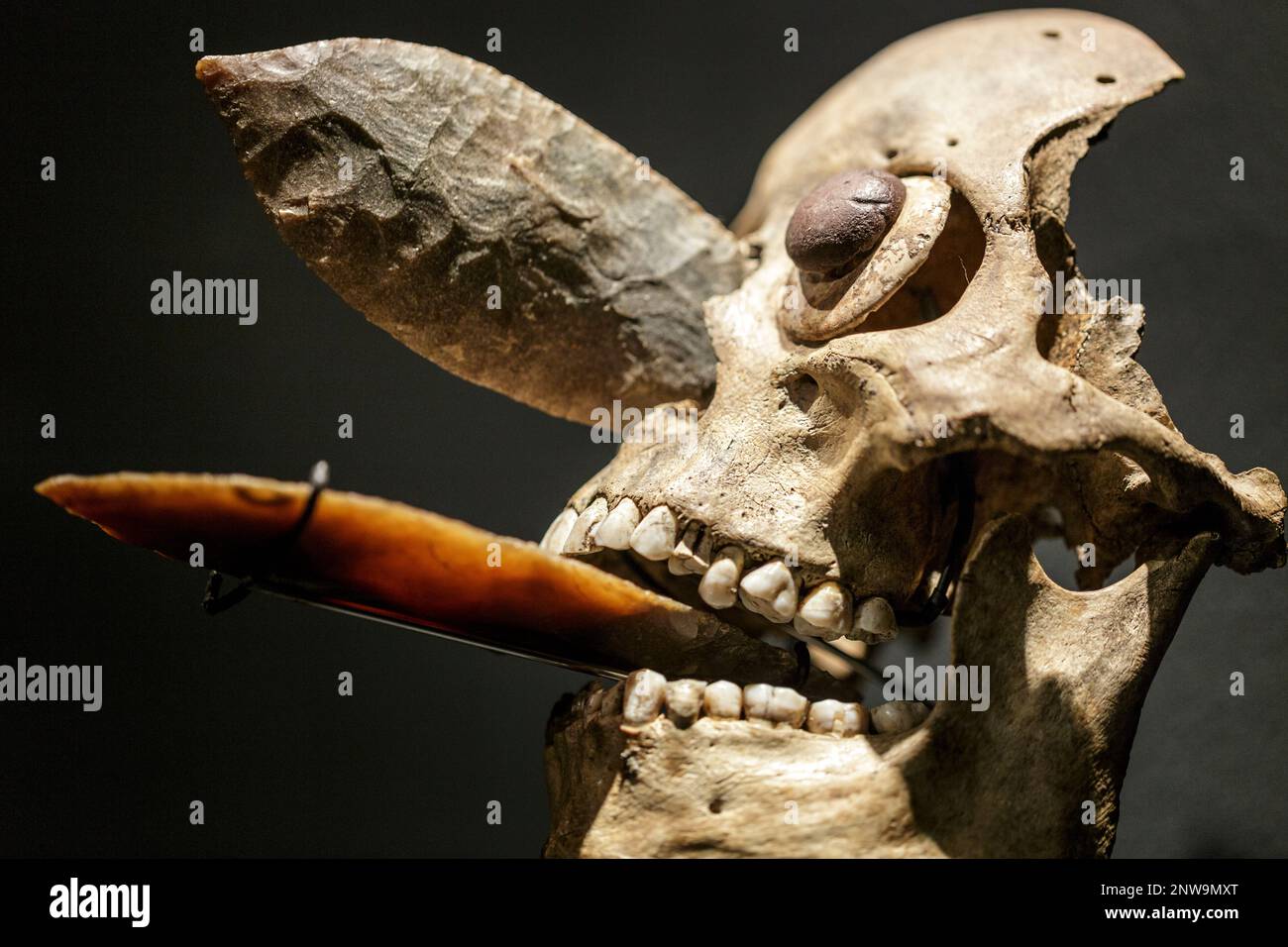 01/03/2020 Mexica masque de crâne ornemental incrusté dans le nez et la bouche avec des lames obsidiennes comme celles utilisées dans les sacrifices humains. Rituels méso-américains Banque D'Images