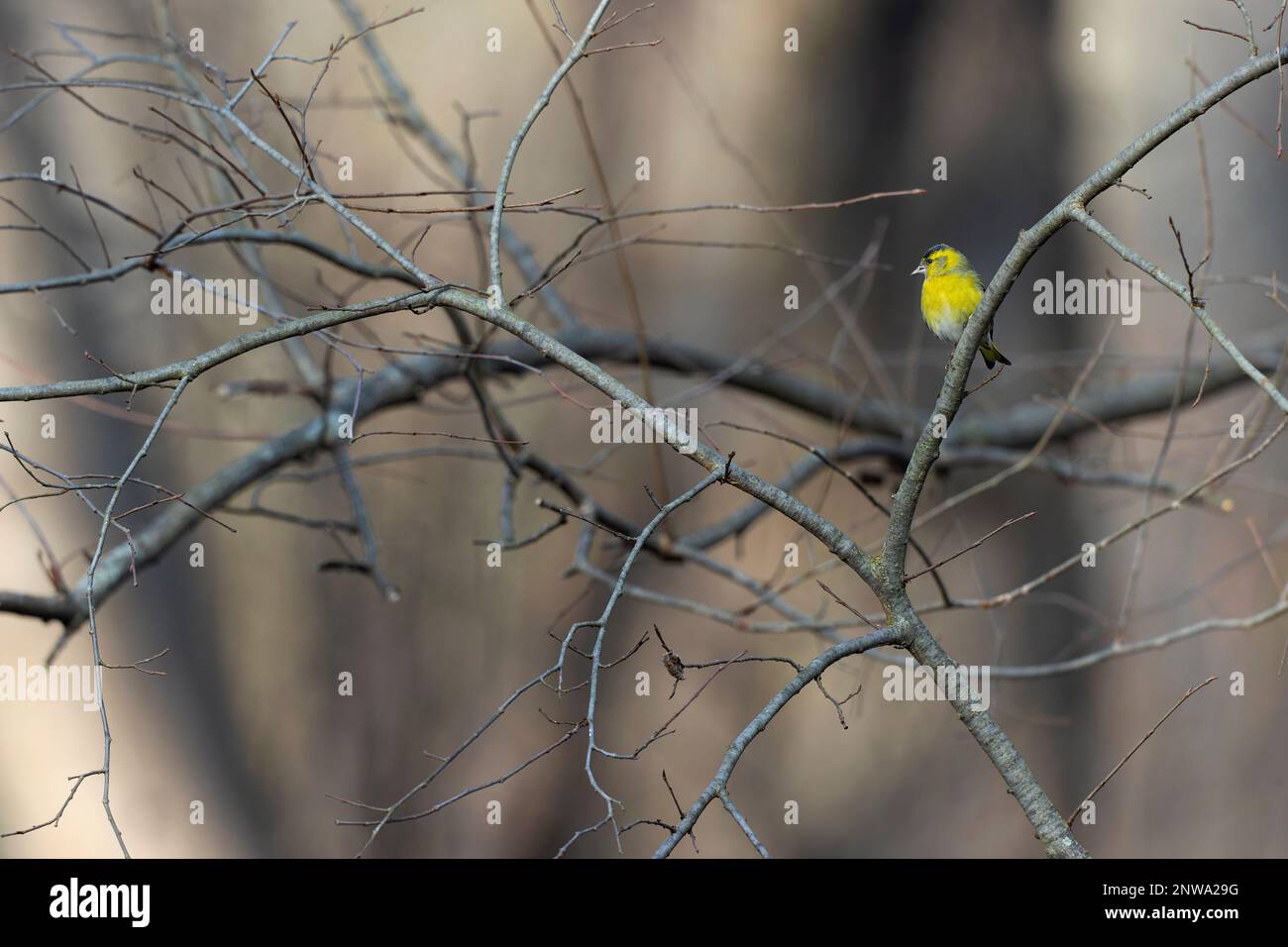 Un siskin eurasien (Spinus spinus) qui se trouve dans un arbre en hiver. Banque D'Images
