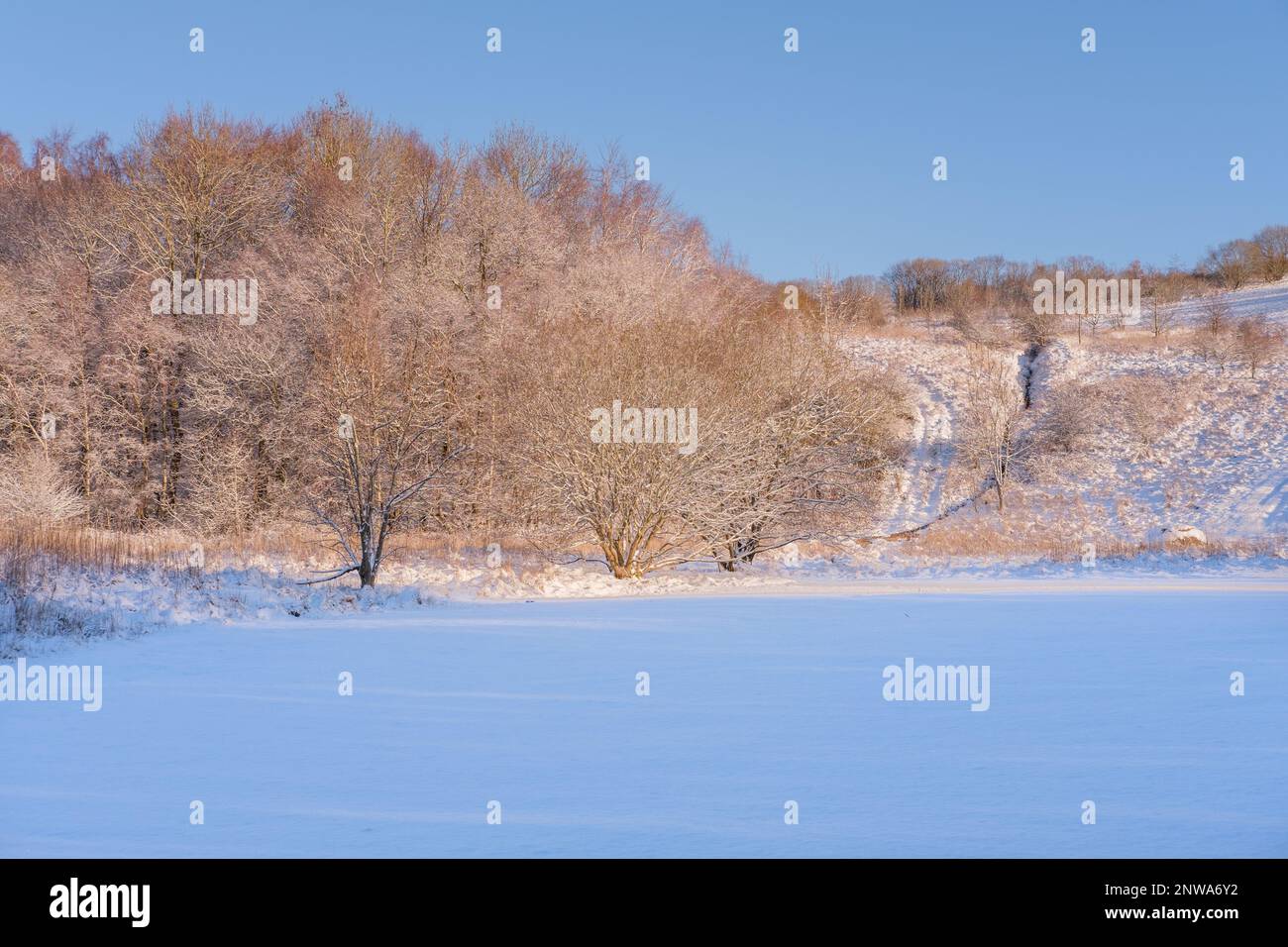 Neige et arbres par temps ensoleillé avec ciel bleu clair Banque D'Images