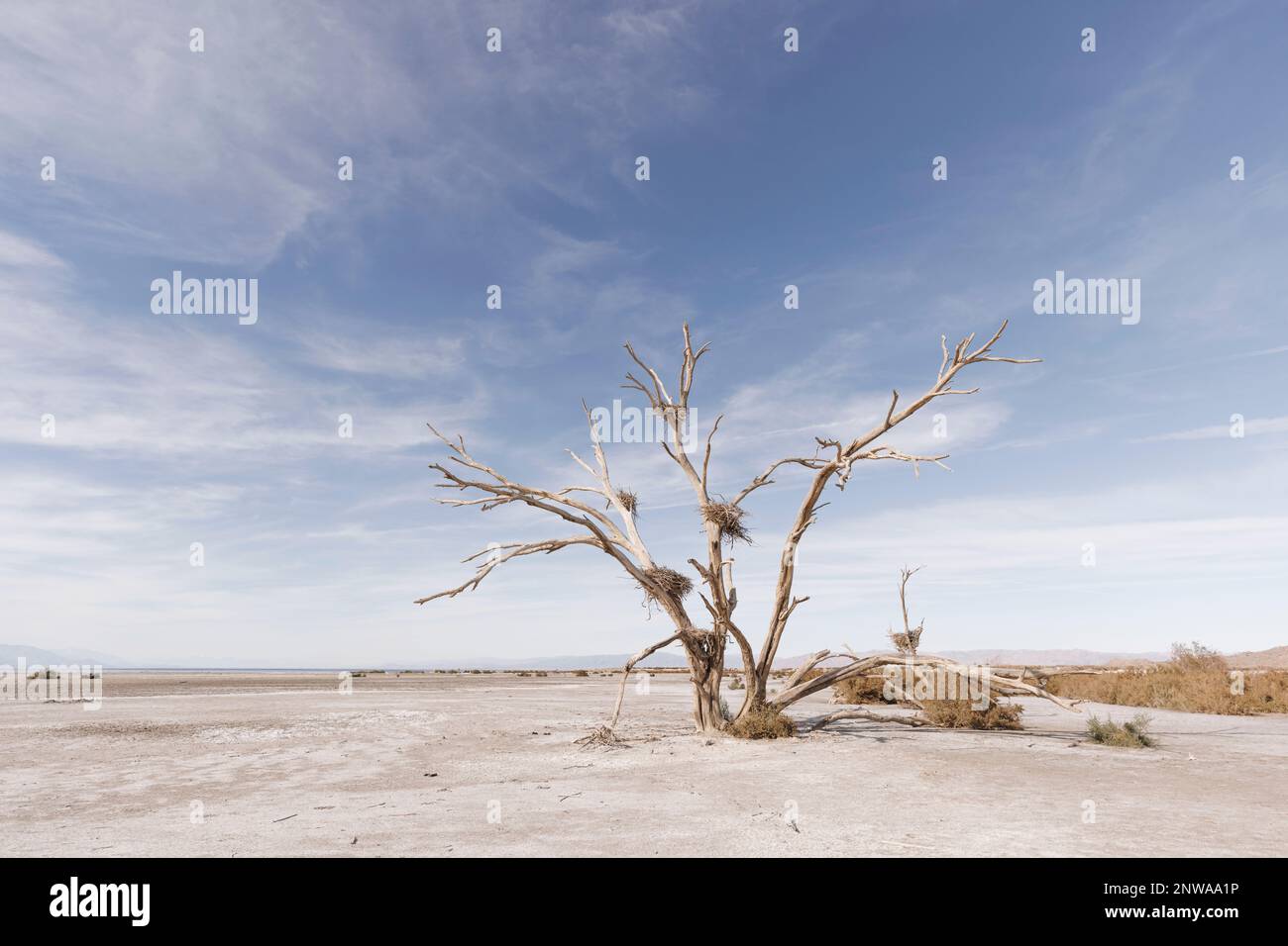 Un arbre de coton mort avec des nids de hérons abandonnés depuis longtemps se dresse le long de la rive sud de la mer de Salton, en Californie, dévastée par la sécheresse. Banque D'Images
