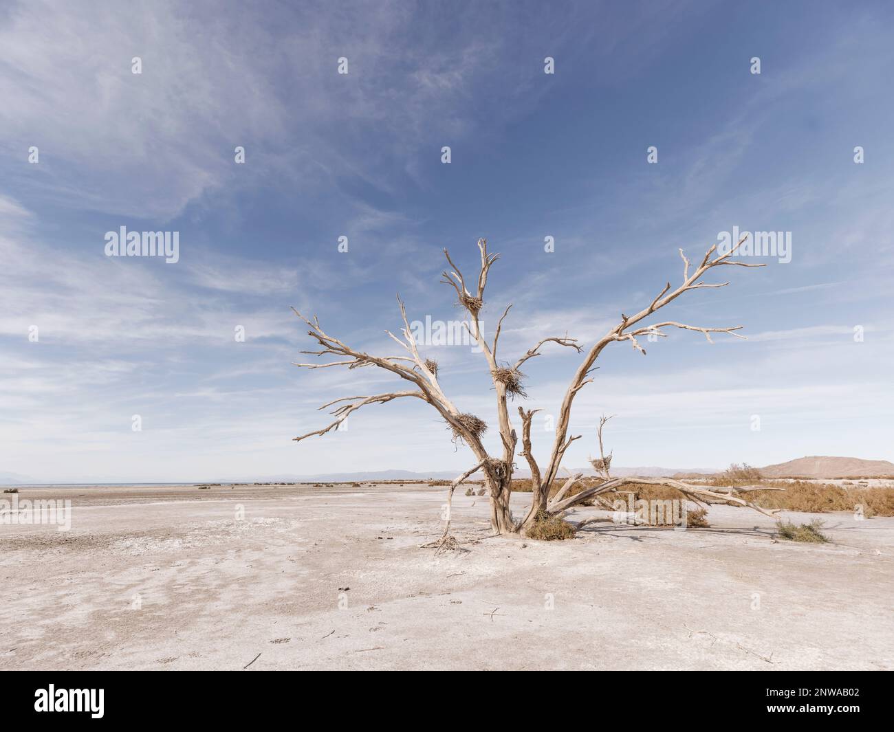 Un arbre de coton mort avec des nids de hérons abandonnés depuis longtemps se dresse le long de la rive sud de la mer de Salton, en Californie, dévastée par la sécheresse. Banque D'Images