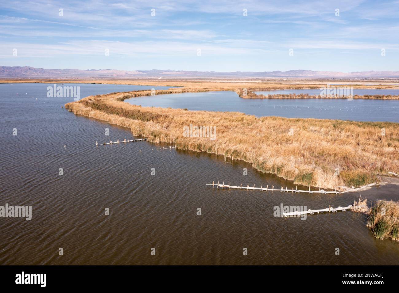 Les zones humides nouvellement créées tentent d'atténuer la crise environnementale qui se produit dans la mer de Salton, un lac en diminution rapide dans le désert de Californie. Banque D'Images