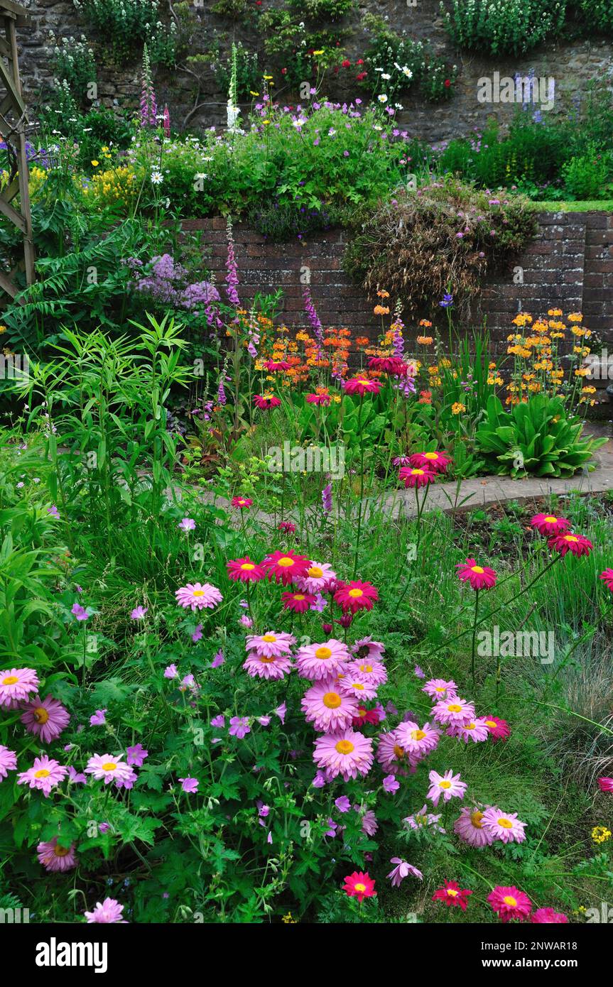 Jardin de chalet lit de fleurs avec gerbera; tige dorée; iris; rendgant et primula Banque D'Images