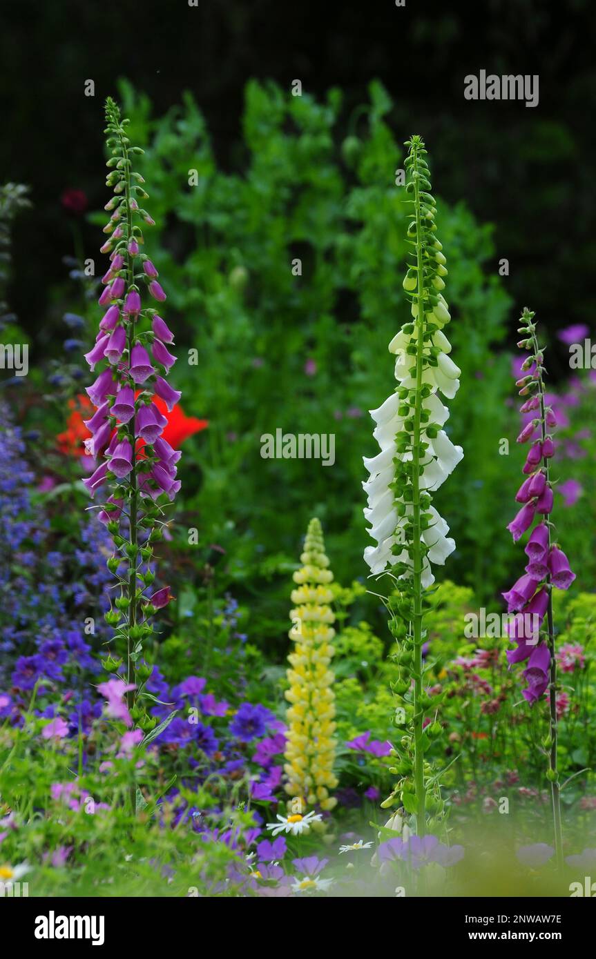 portrait du jardin de la maison de fleurs lit avec géranium, lupin et foxgant Banque D'Images
