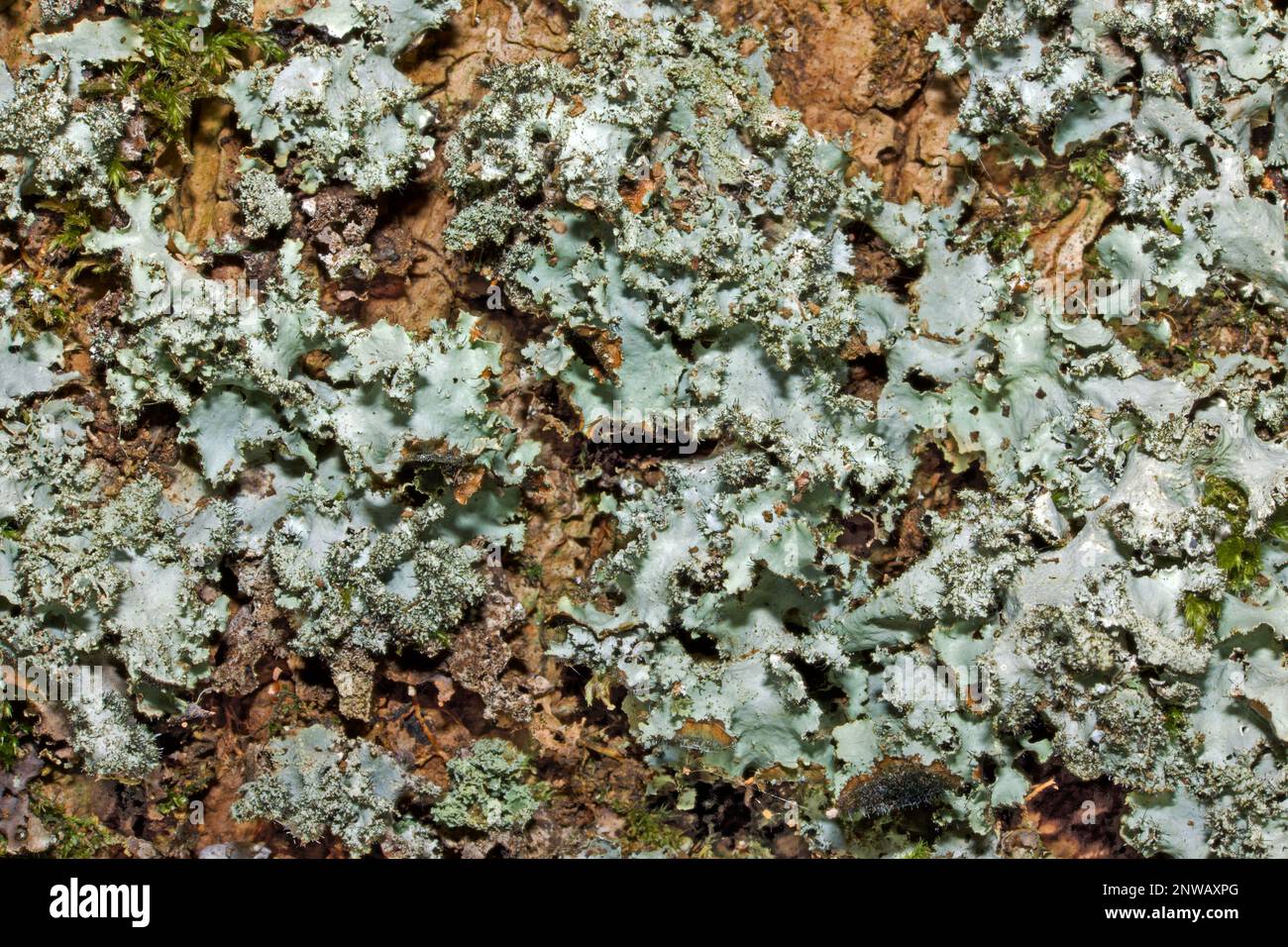 Parmotrema crinitum est un lichen pantropical et pantempéré que l'on trouve sur des roches moussy et des troncs d'arbres bien éclairés. Il s'agit d'une espèce indicateur de la « vieille forêt ». Banque D'Images