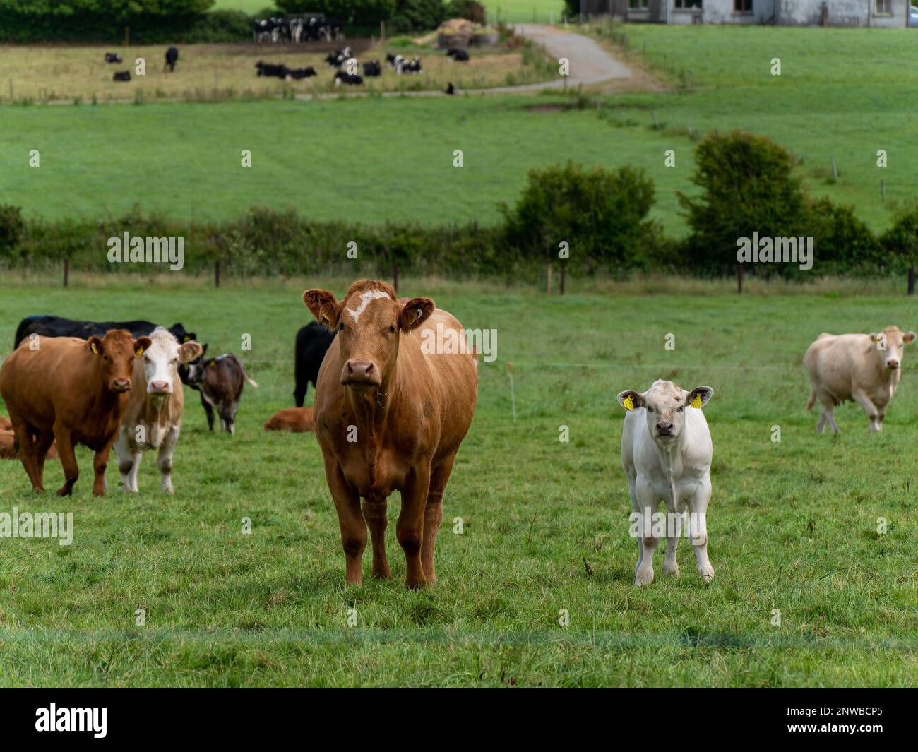 Curieux vache et veau sur un pâturage d'herbe verte lors d'une journée d'été. Vaches en pâturage libre. Élevage. Vache blanche et brune sur gazon vert Banque D'Images
