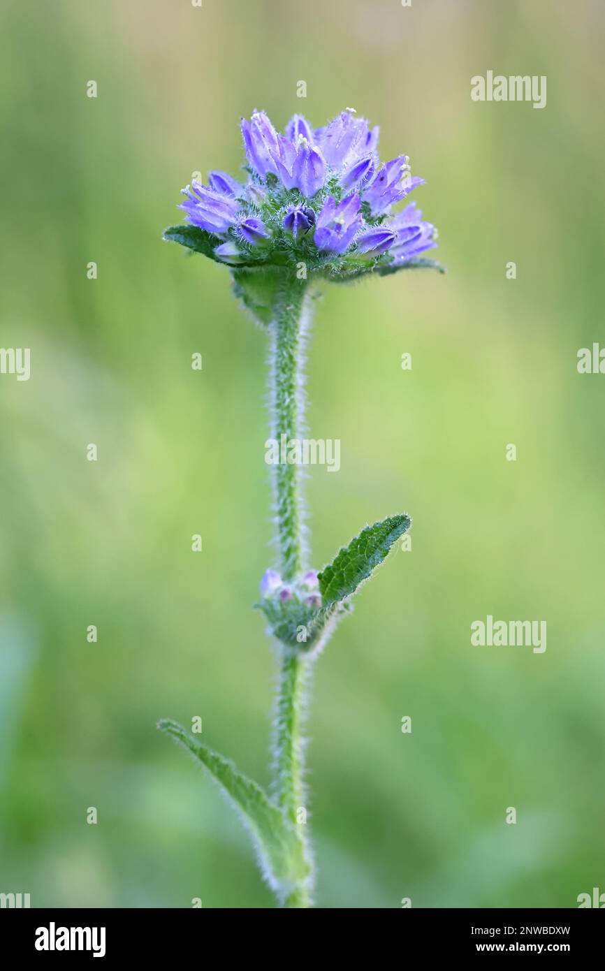 Campanula cervicaria, communément connue sous le nom de Bellflower de Briyly, plante sauvage de Finlande Banque D'Images