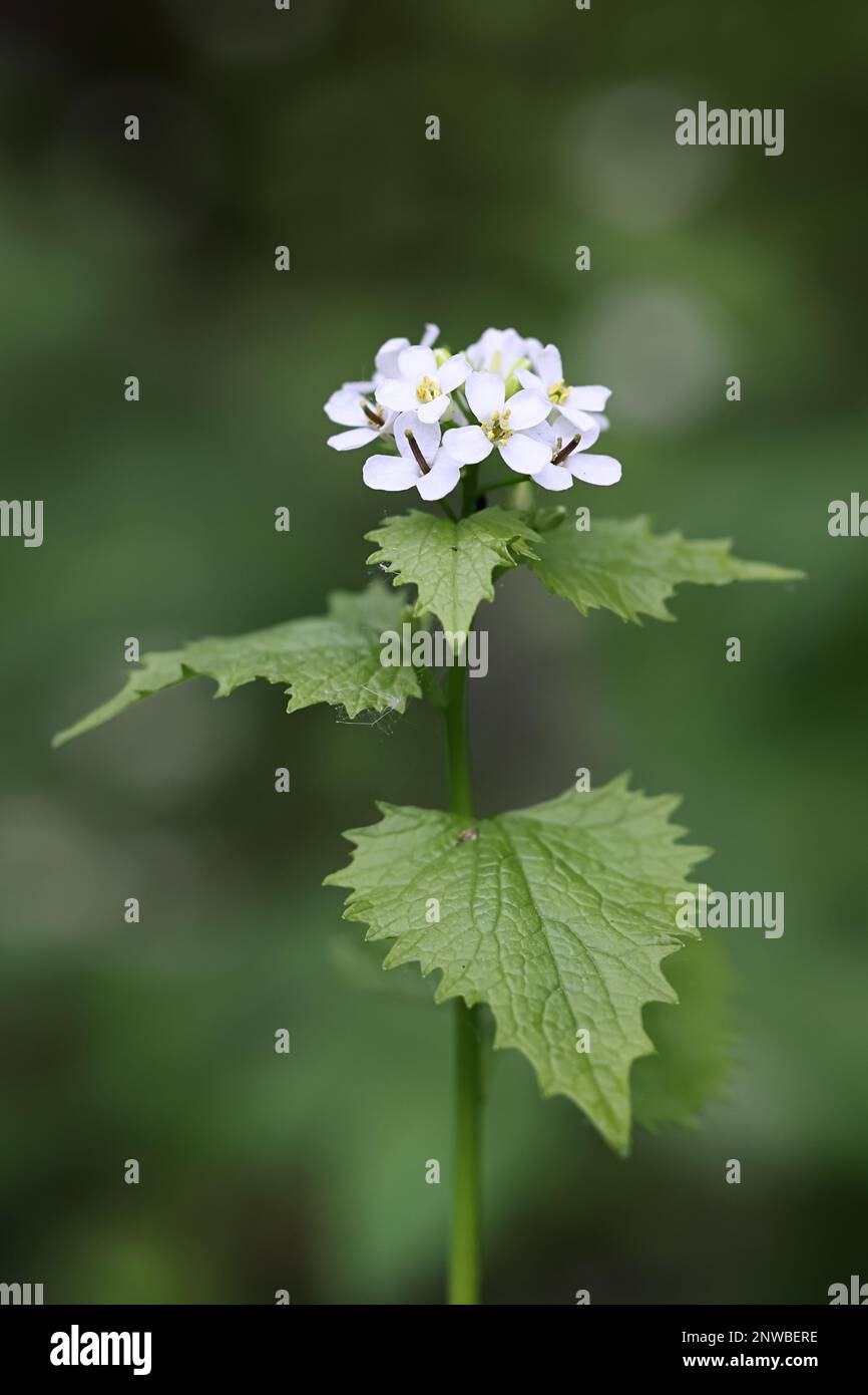 Alliaria petiolata, connue sous le nom de moutarde à l'ail, racine d'ail, ail de couverture, Penny hedge ou pauvre homme moutarde, plante médicinale sauvage de Finlande Banque D'Images