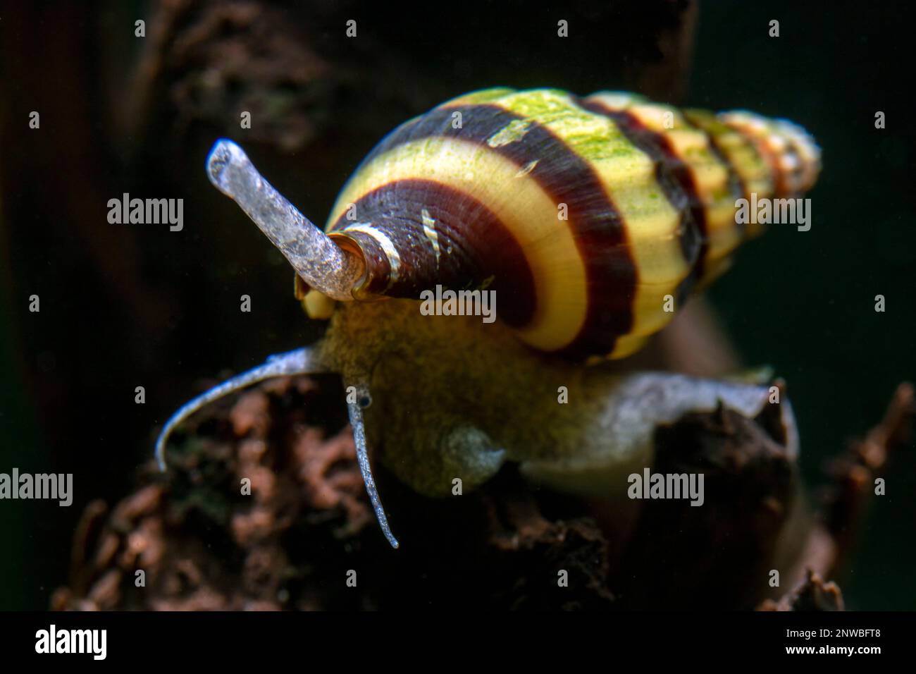 Escargot Assassin - escargot d'aquarium d'eau douce Banque D'Images