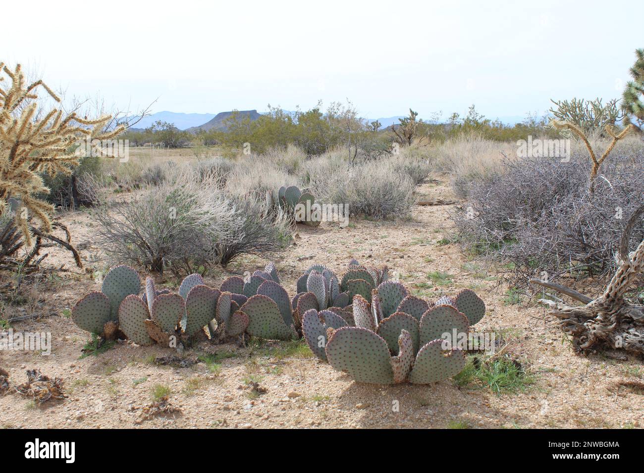 Paysage désertique avec Cactus Banque D'Images