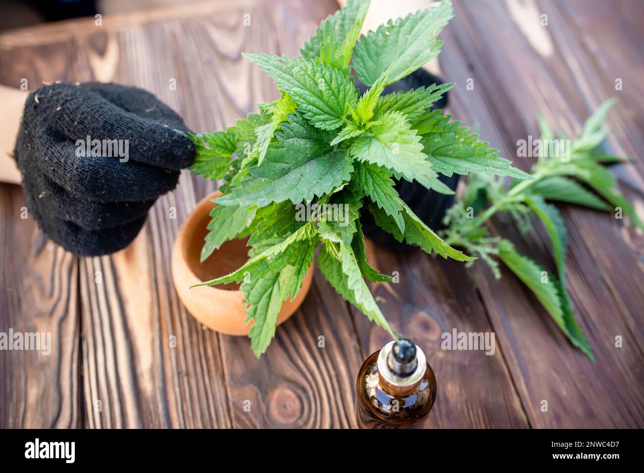 La main d'un herboriste qui déchire les feuilles de l'ortie avant de faire des herbes sèches dans un mortier par frottement Banque D'Images