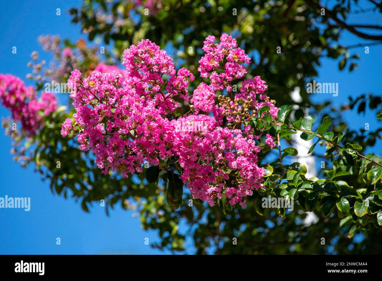 Fleurs roses sur l'arbre de myrte de crêpe (Lagerstroemia indica) à Sydney ; Nouvelle-Galles du Sud ; Australie (photo de Tara Chand Malhotra) Banque D'Images