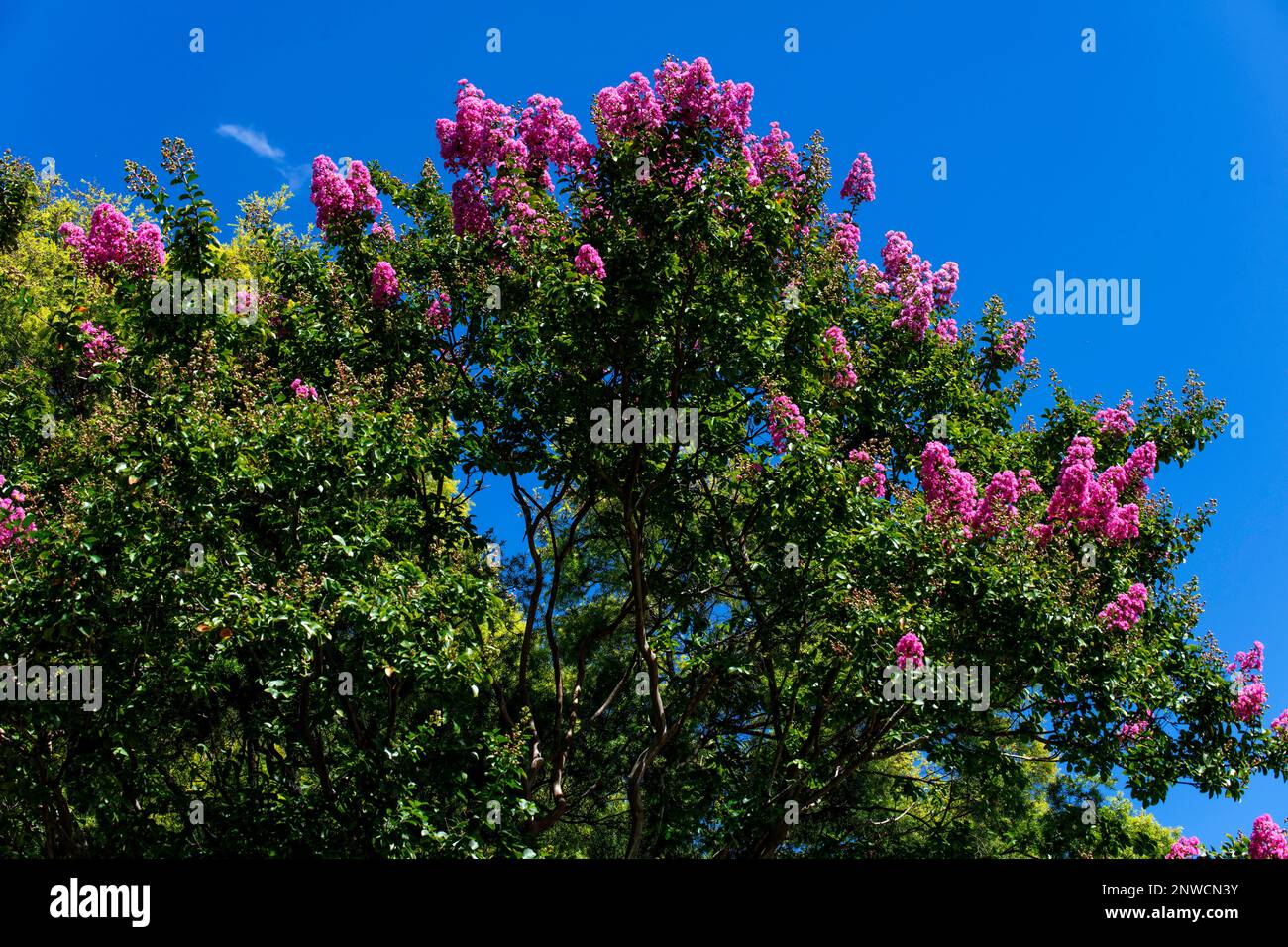 Fleurs roses sur l'arbre de myrte de crêpe (Lagerstroemia indica) à Sydney ; Nouvelle-Galles du Sud ; Australie (photo de Tara Chand Malhotra) Banque D'Images