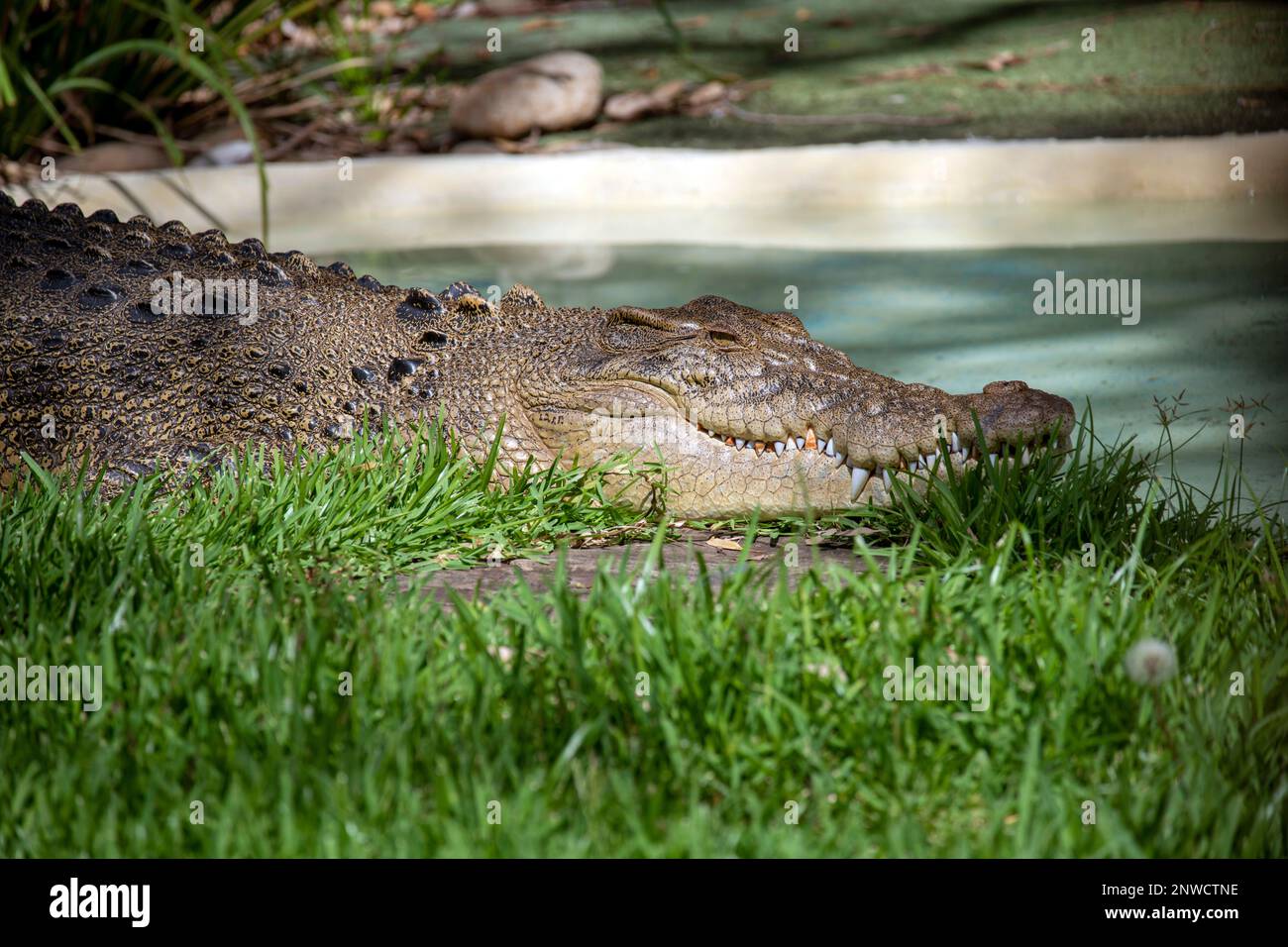 Crocodile d'eau salée (Crocodylus porosus) reposant dans un parc animalier de Sydney, Nouvelle-Galles du Sud Australie (photo de Tara Chand Malhotra) Banque D'Images
