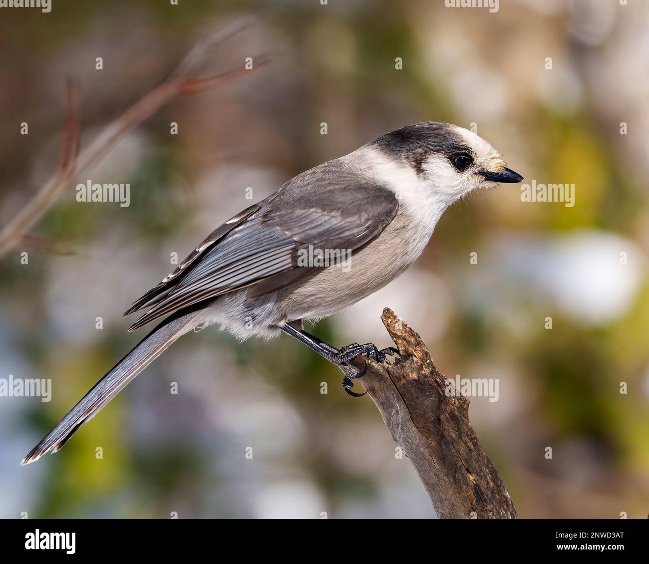 Vue latérale du geai gris perchée sur une branche avec une couleur grise, une queue, des ailes, des pieds, un œil avec un fond de forêt dans son environnement et son habitat Banque D'Images