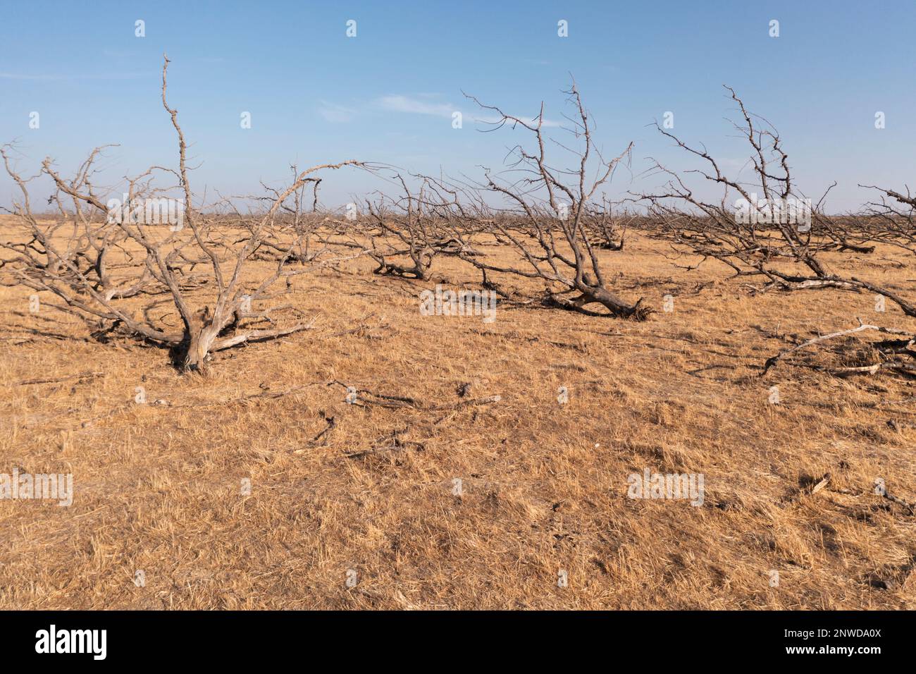 Dans la vallée centrale de la Californie, de nombreux agriculteurs abandonnent leurs cultures les plus abondantes en raison de la sécheresse persistante et de l'épuisement des réserves d'eau souterraine. Banque D'Images