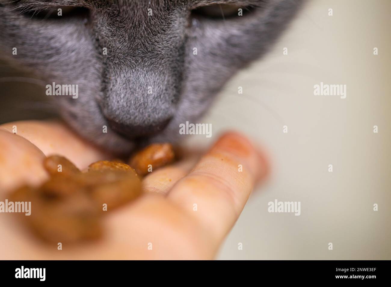 Nourrissez un chat birman gris avec de la nourriture sèche de vos mains. Horizontale Banque D'Images