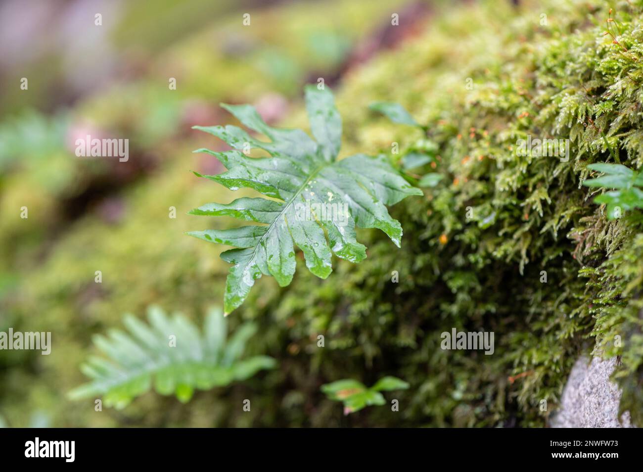 Fougère et gouttes d'eau sur un lit de mousse, décor naturel vert Banque D'Images