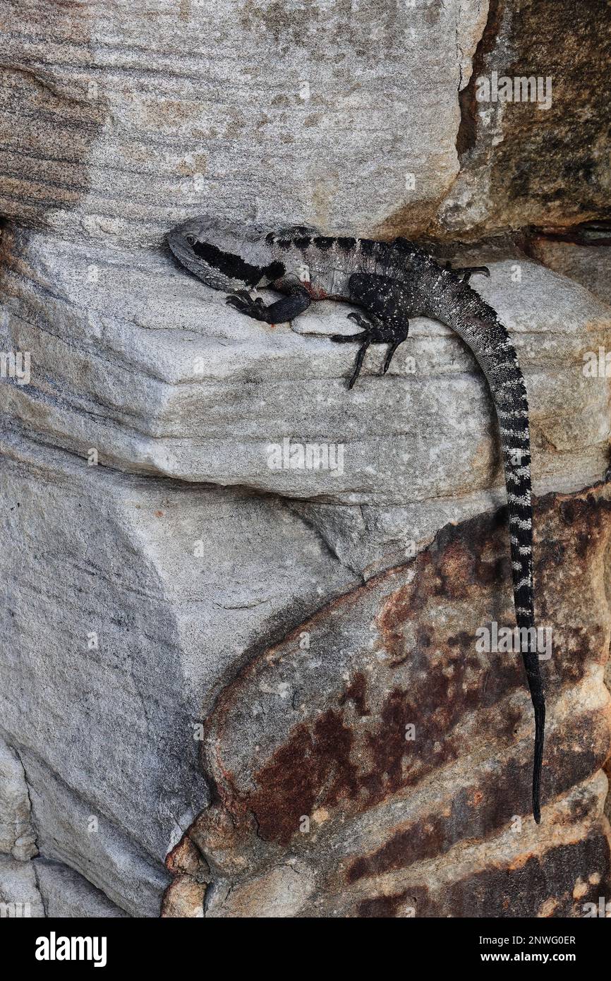 517 dragon de l'eau australien sur un affleurement rocheux à côté de la promenade de la Marine Parade - banlieue de Manly. Sydney-Australie. Banque D'Images