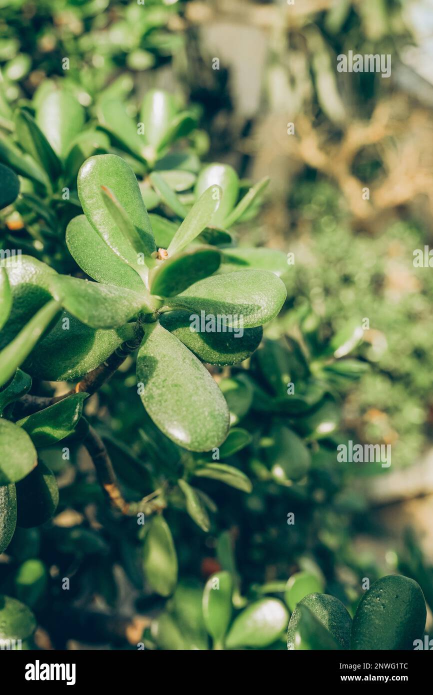 Gros plan de Crassula ovata, communément connu sous le nom de plante de jade, plante chanceuse, plante d'argent ou arbre d'argent. Banque D'Images