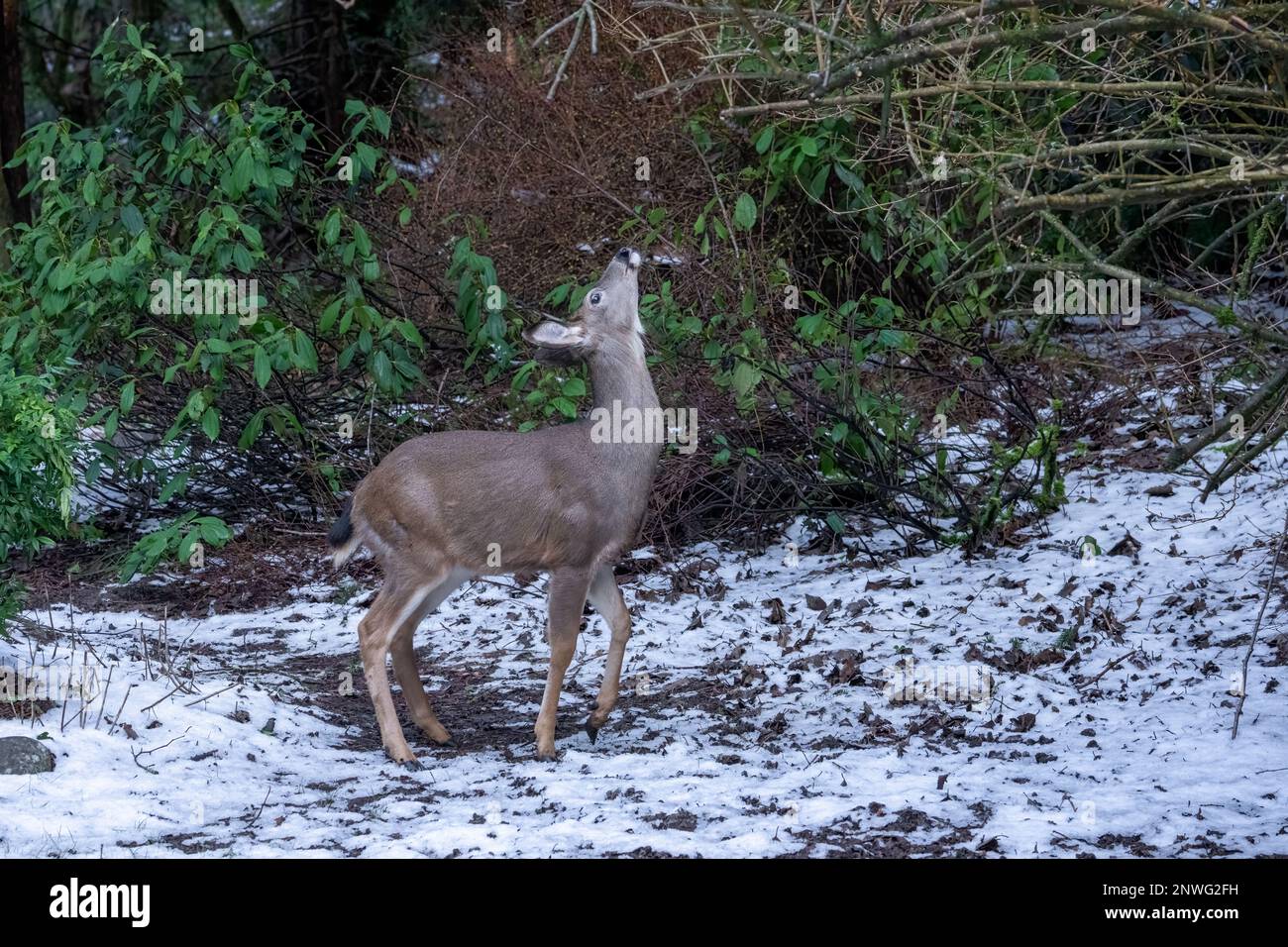 Issaquah, Washington, États-Unis. Femelle de cerf de Virginie de Colombie dans une cour enneigée à côté d'une forêt, regardant les nouveaux bourgeons de l'arbre à manger Banque D'Images