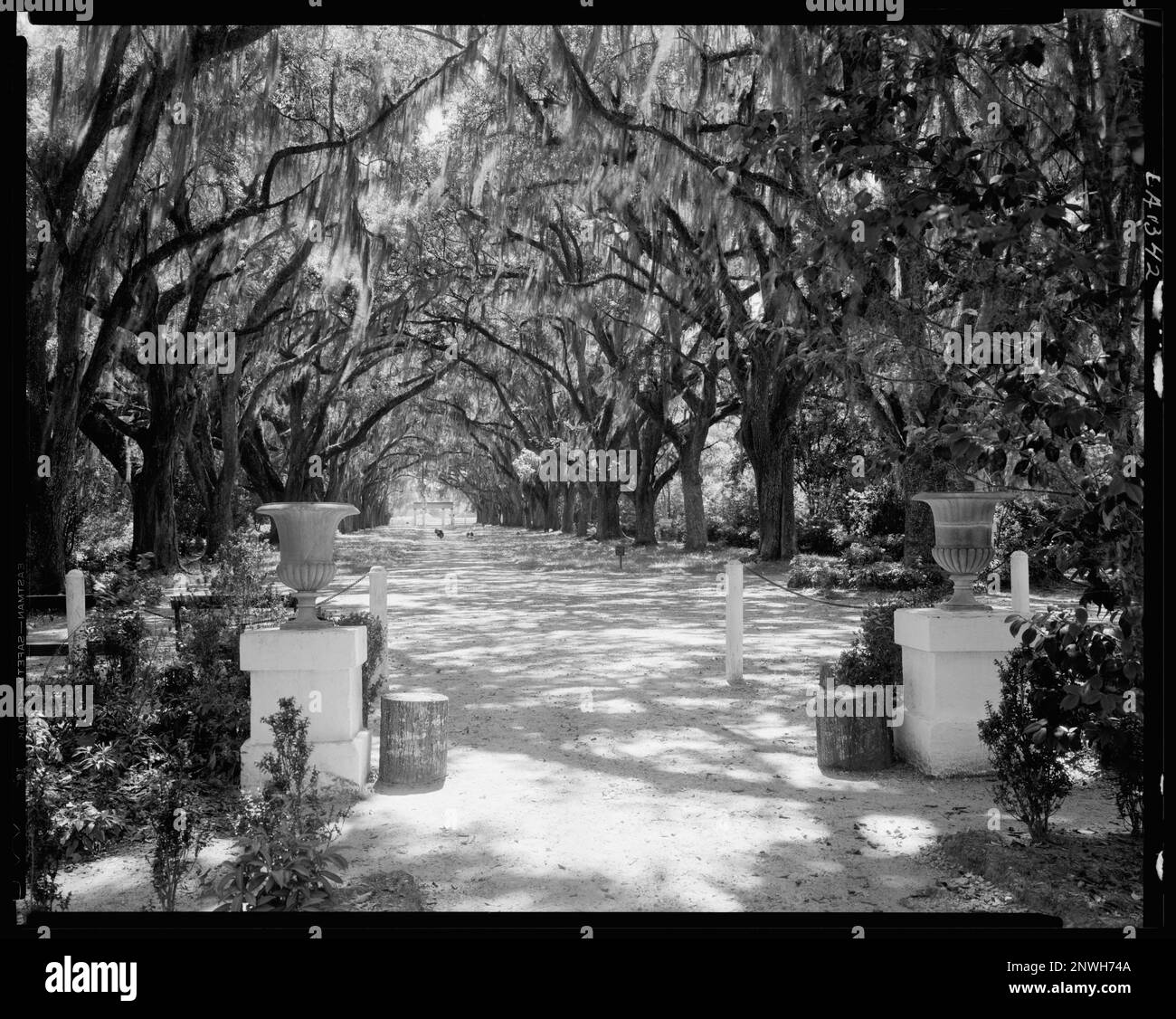 Rosedown Plantation, St. Francisville, paroisse W. Feliciana, Louisiane. Carnegie Etude de l'architecture du Sud. États-Unis, Louisiane, W. Feliciana Parish, St. Francisville, tourteaux, mousses espagnoles, arbres, urnes, Passerelles. Banque D'Images