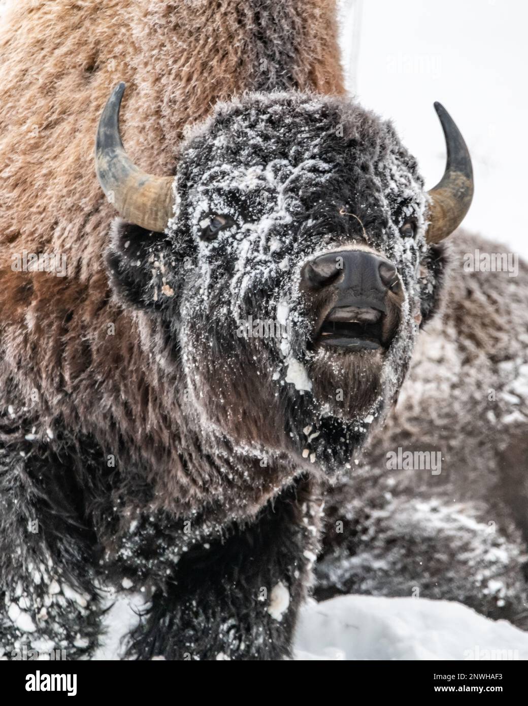 Bison sauvage vu au Canada avec une large bouche ouverte, gros plan sur le visage. Banque D'Images