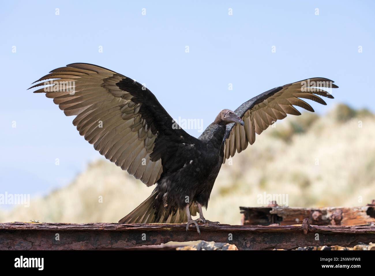 Une jeune Turquie Vulture, Cathartes aura, îles Falkland. Banque D'Images