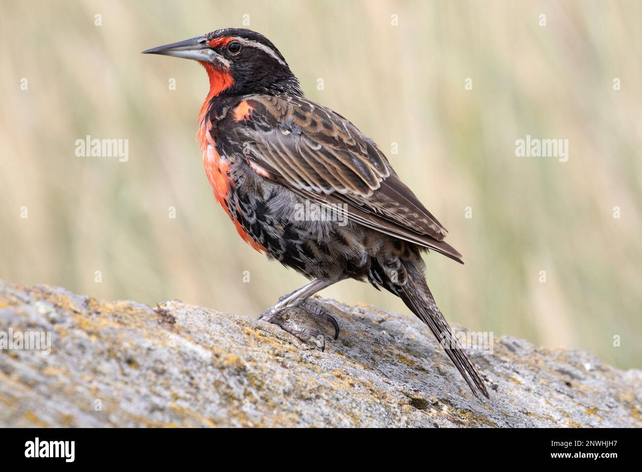 Meadowlark à queue longue, Leistes Loyca Falklandicus, un oiseau endémique des îles Falkland. Banque D'Images