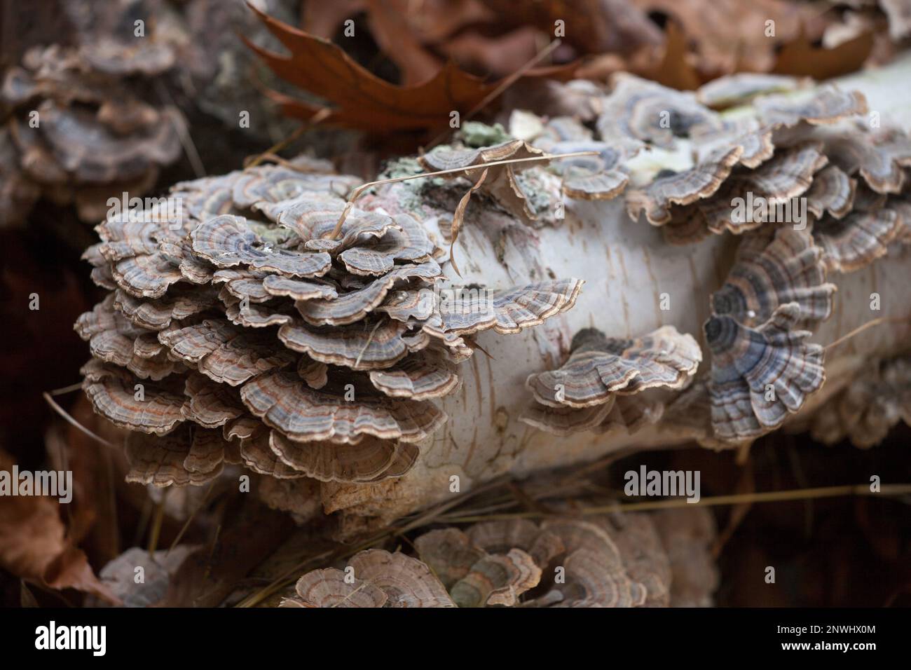 les champignons décomposent une bûche de bouleau blanc Banque D'Images