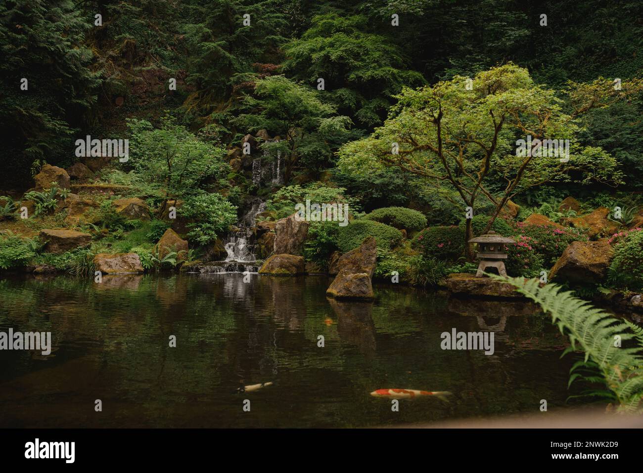 Jardin de style japonais avec des couches de plantes vertes luxuriantes, bassin de Koi. Eau tranquille reflétant des pierres soigneusement choisies avec des formes et des textures différentes. Banque D'Images