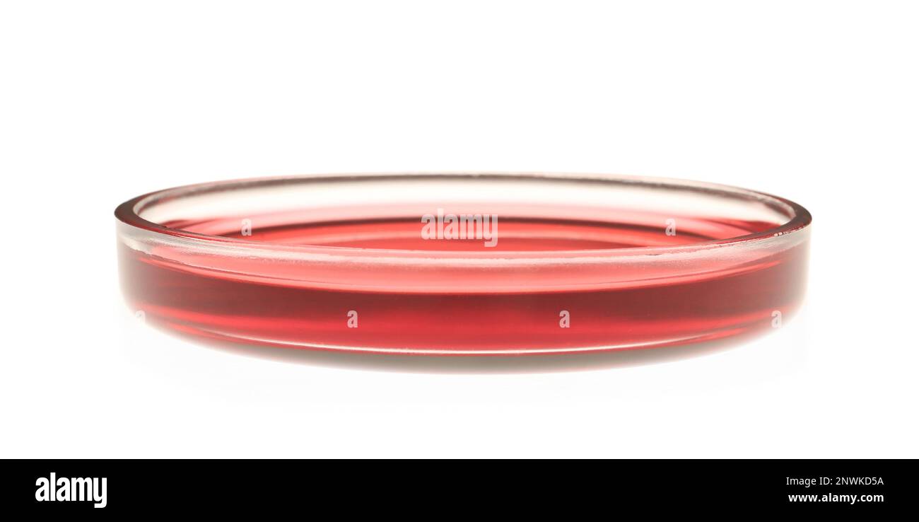 Boîte de Pétri avec échantillon liquide rouge isolé sur blanc Banque D'Images