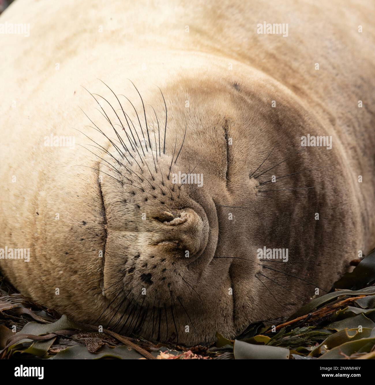 Petit lion de mer du Sud, Otaria flavescens, îles Falkland. Banque D'Images