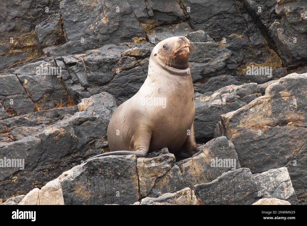 Lion de mer du Sud, Otaria flavescens, dans les îles Falkland. Banque D'Images