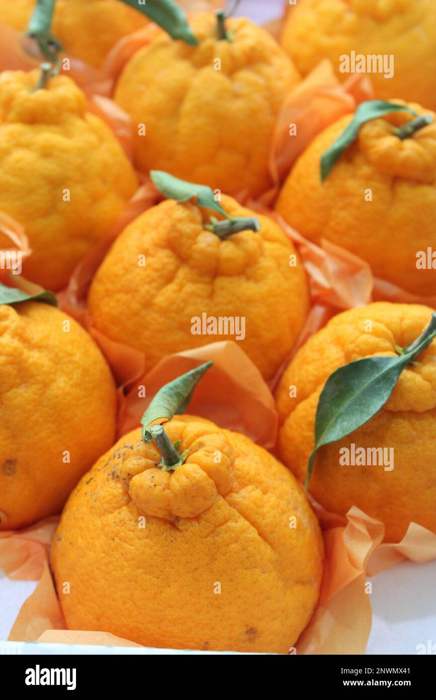 Oranges coréennes Hallabong dans une boîte cadeau Banque D'Images