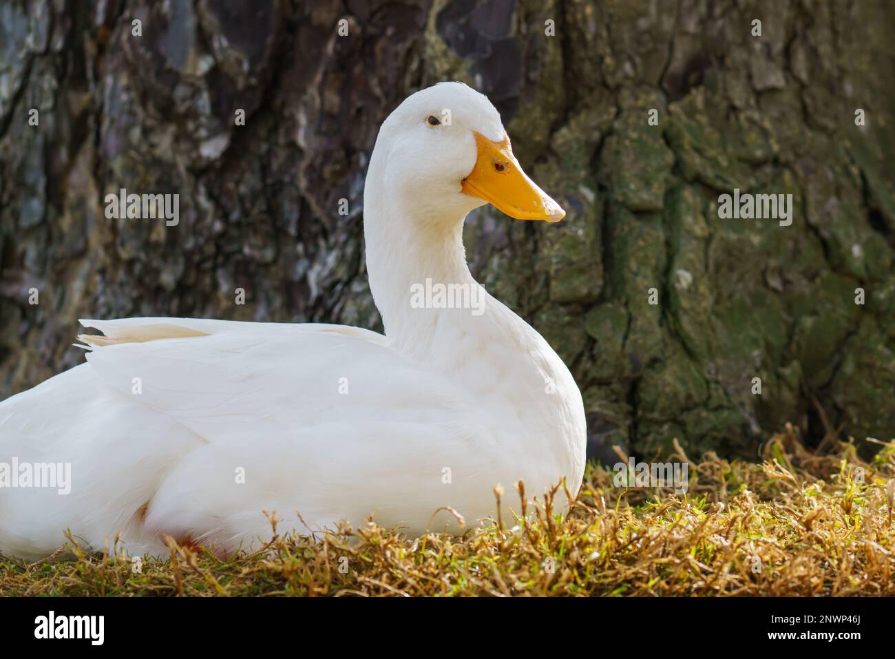 L'oie des neiges (Anser caerulescens) assise sur une herbe sous l'arbre dans le parc de la ville, portrait en gros plan Banque D'Images