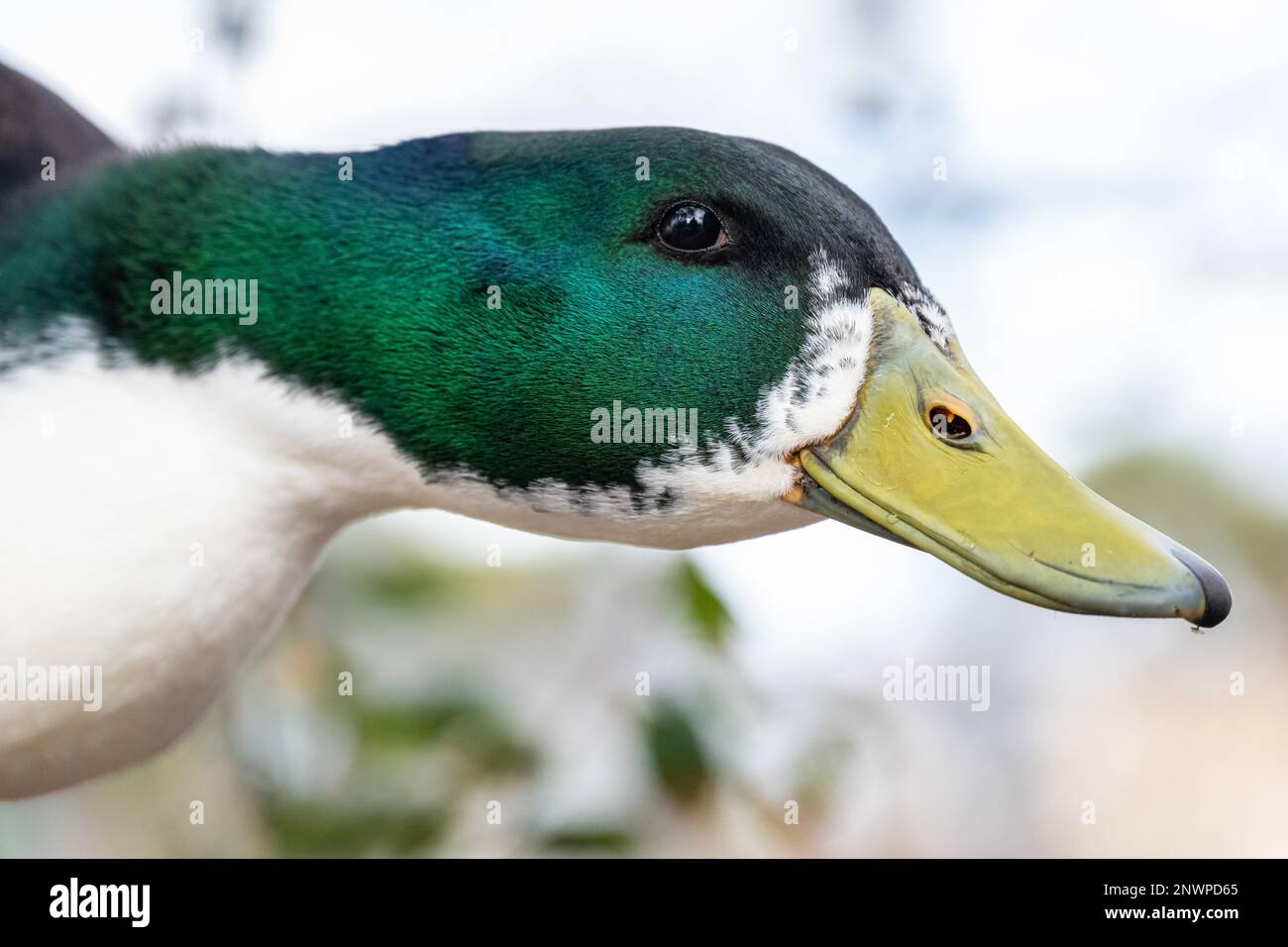 Vue rapprochée d'un curieux canard (Anas platyrhynchos) au parc Bird Island à Ponte Vedra Beach, Floride. (ÉTATS-UNIS) Banque D'Images