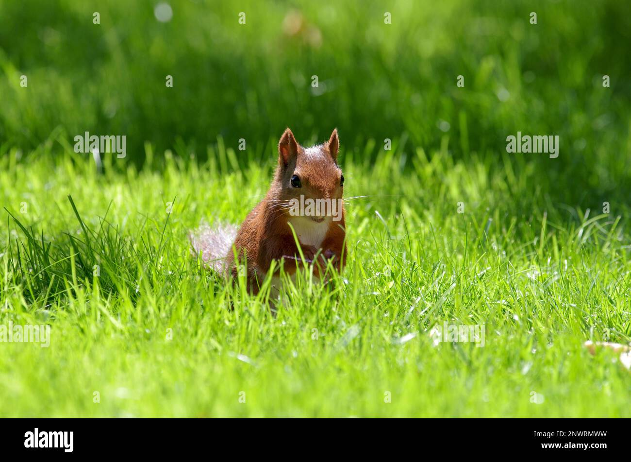 Écureuil (Sciurus), rongeur, tête, herbe, extérieur, L'Allemagne, Un écureuil brun rougeâtre se trouve sous le soleil dans un pré Banque D'Images