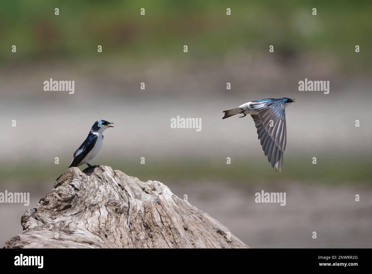 Cygne à ailes blanches (Tachycineta albivente), Parc national de Manu, Amazonie péruvienne, Pérou Banque D'Images