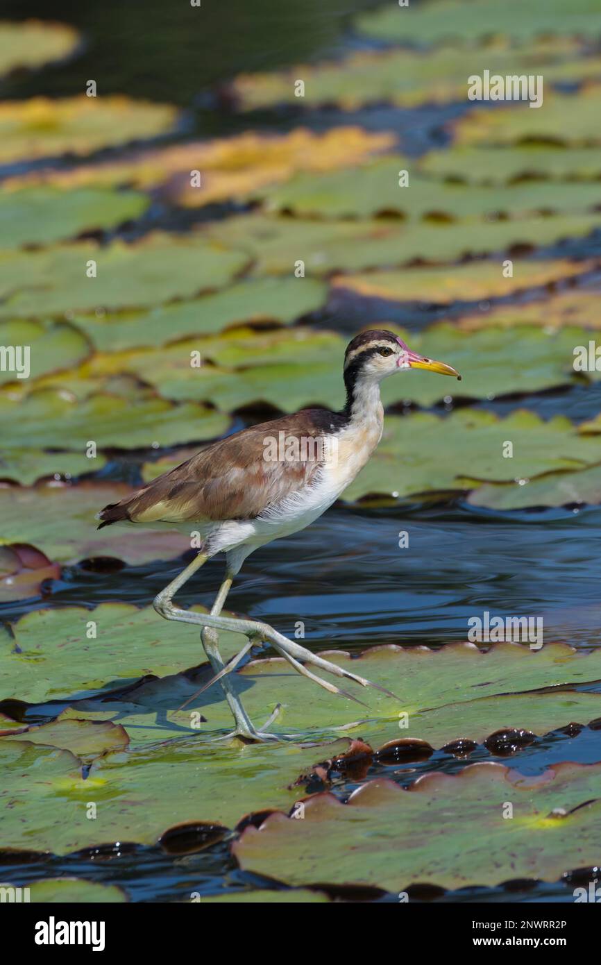 Jacana juvénile (Jacana jacana) marchant sur des feuilles de nénuphars, Parc national de Manu, Amazonie péruvienne, Pérou Banque D'Images