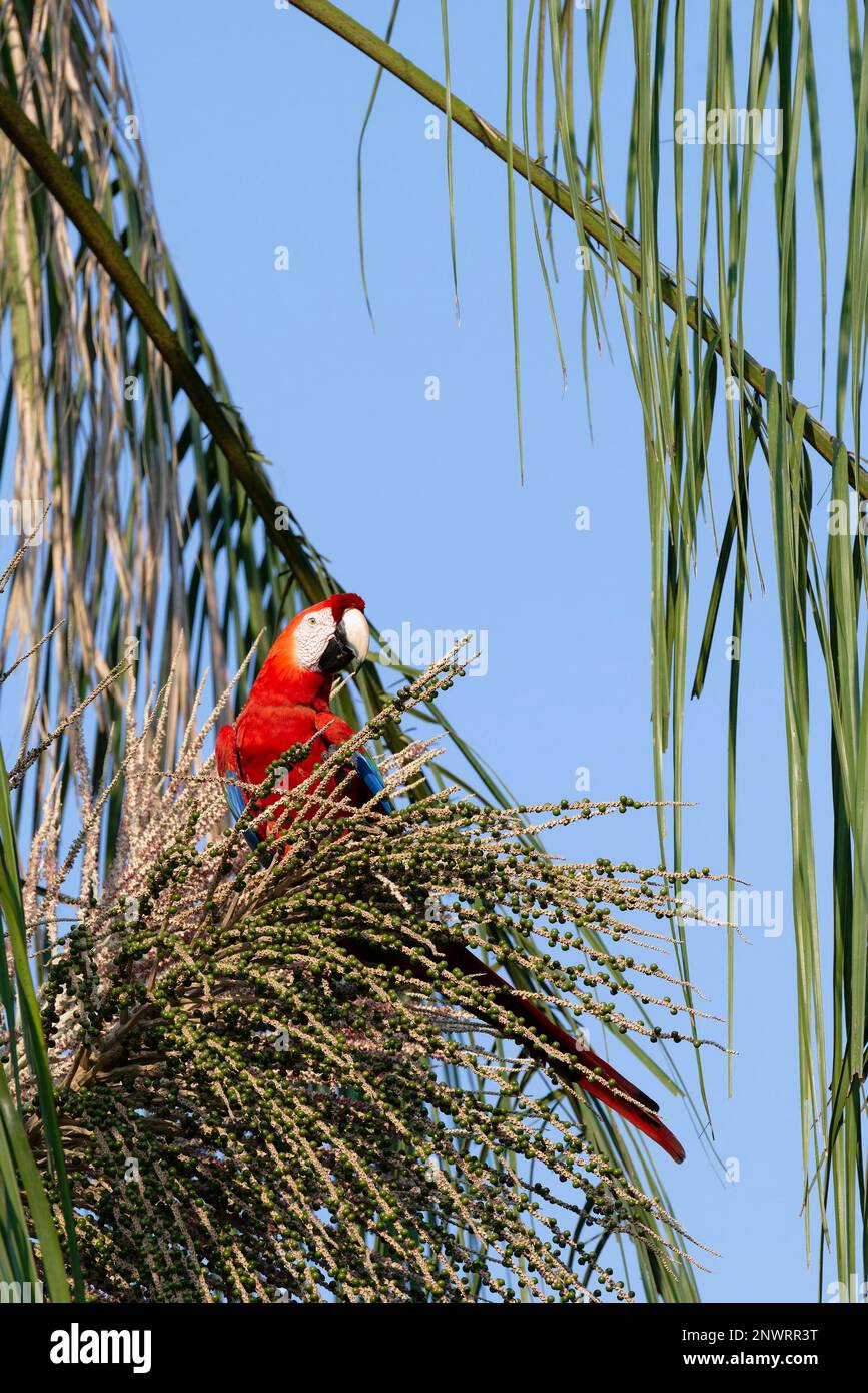 Scarlet Macaw (Ara macao) manger des fruits sur l'arbre, Parc national de Manu, Amazonie péruvienne, Pérou Banque D'Images