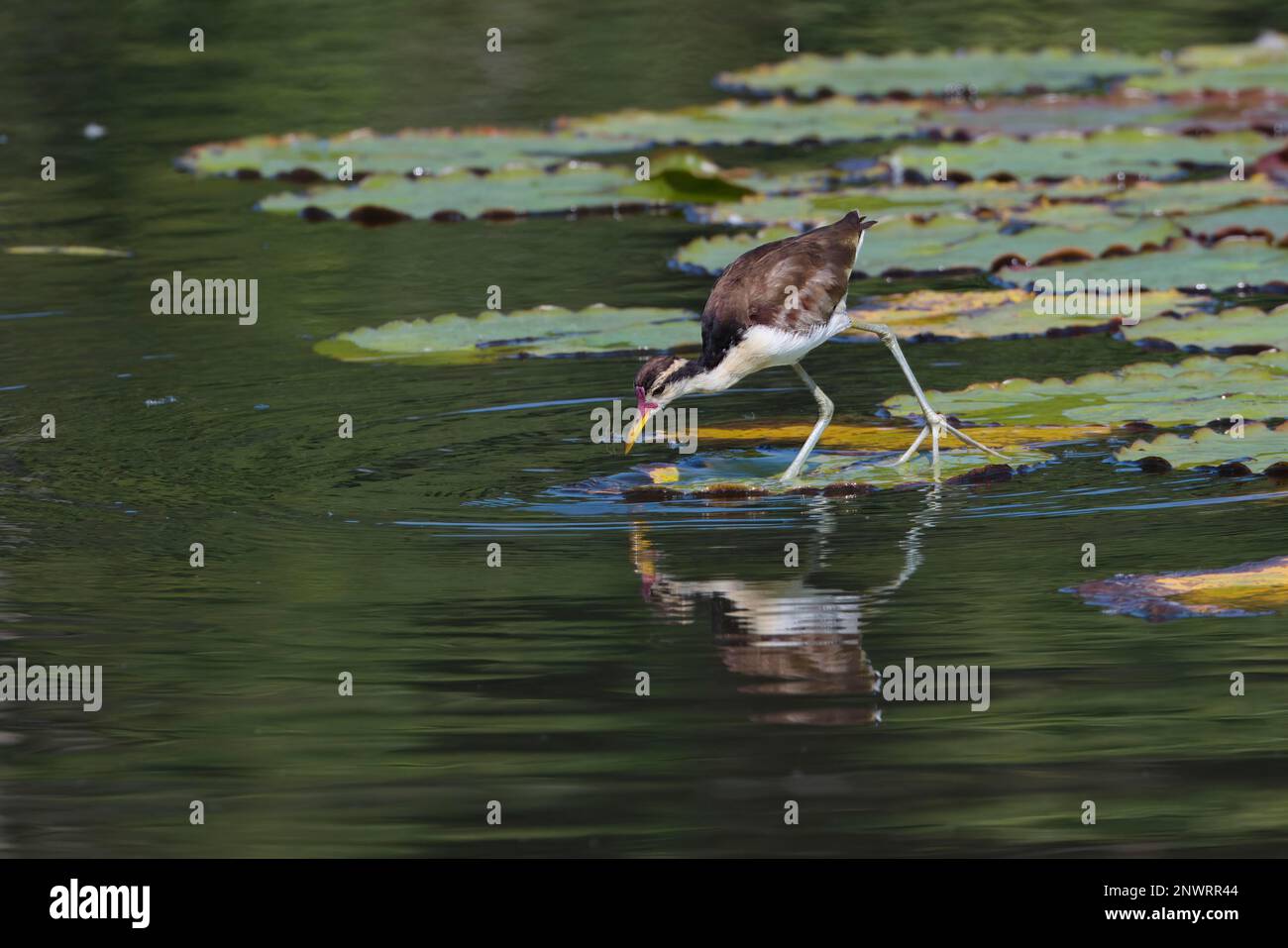 Jacana juvénile (Jacana jacana) marchant sur des feuilles de nénuphars, Parc national de Manu, Amazonie péruvienne, Pérou Banque D'Images