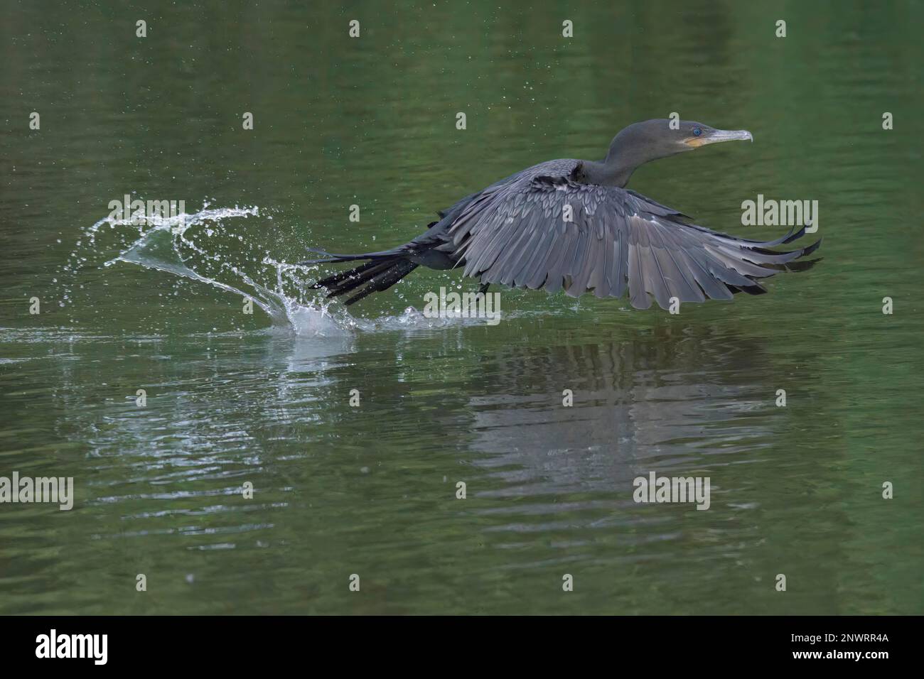Néotropical Cormorant (Phalacrocorax brasilianus), parc national de Manu, Amazonie péruvienne, Pérou Banque D'Images