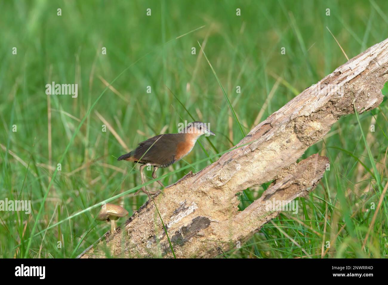 Crake (Laterallus melanophaius) à côtés rufous, en branche, Parc national de Manu, Amazonie péruvienne, Pérou Banque D'Images