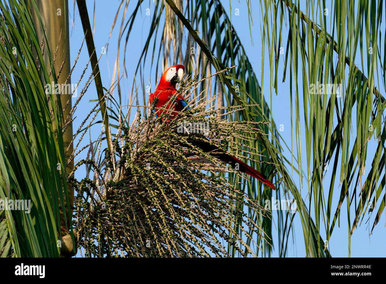 Scarlet Macaw (Ara macao) manger des fruits sur l'arbre, Parc national de Manu, Amazonie péruvienne, Pérou Banque D'Images