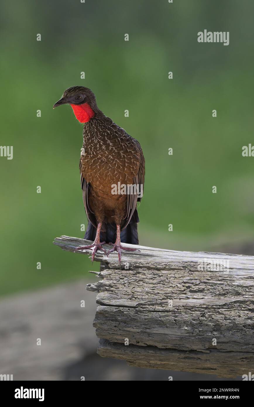Spixs Guan (Penelope jacquacu), Parc national de Manu, Amazonie péruvienne, Pérou Banque D'Images