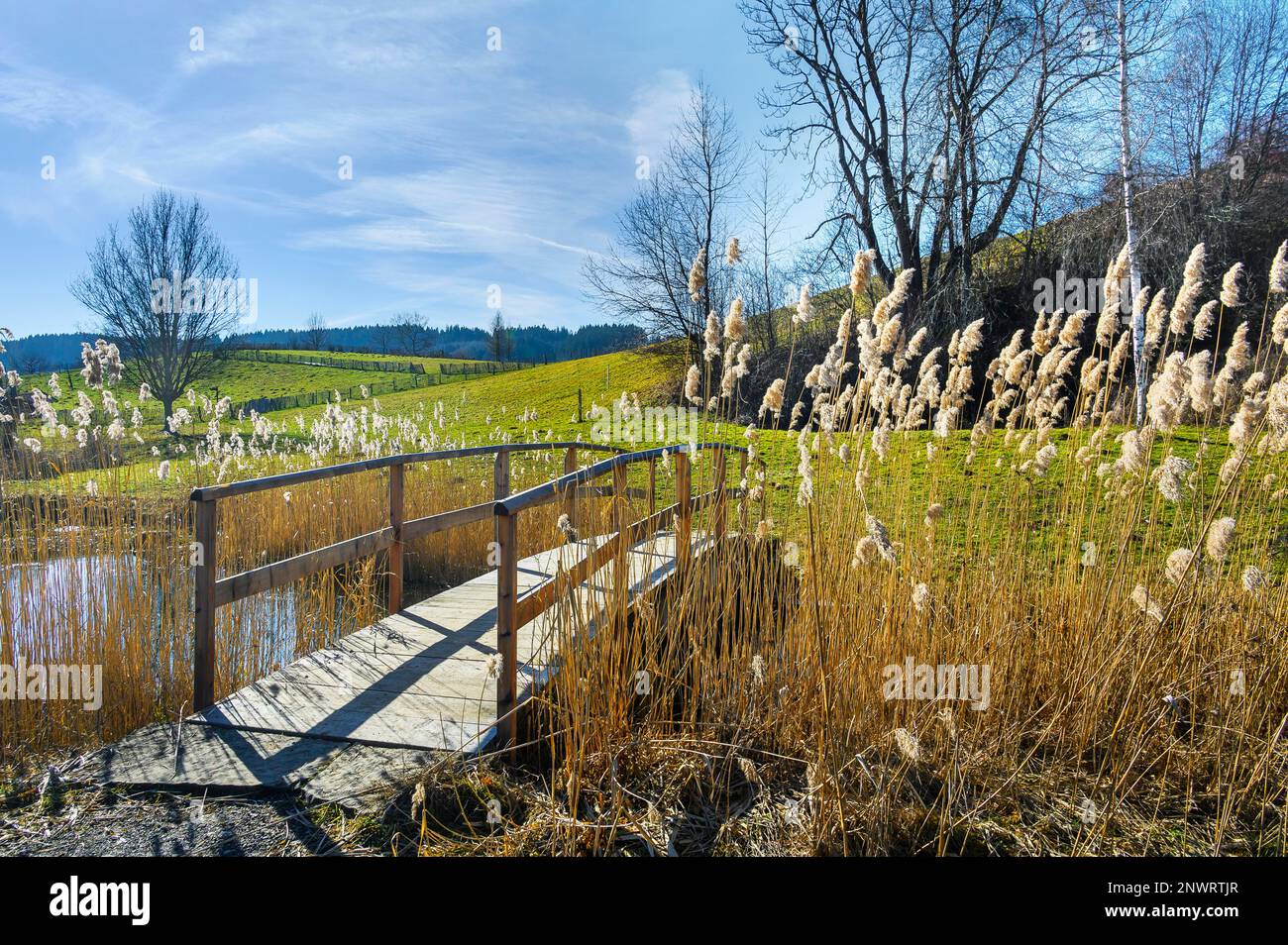 Étang avec passerelle et roseau commun (Phragmites australis), Allgaeu, Bavière, Allemagne Banque D'Images