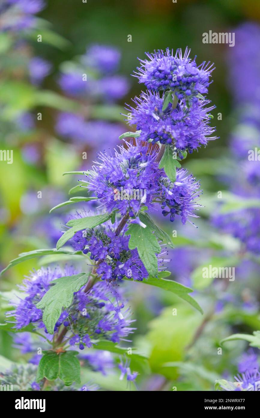 Clandon (Caryopteris x clandonensis) fleur de barbe, variété 'Blauer Spatz', Muensterland, Rhénanie-du-Nord-Westphalie, Allemagne Banque D'Images